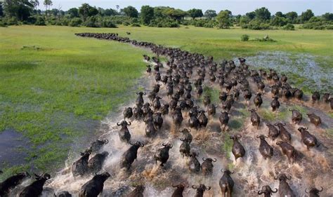 20+ Breathtaking Photos Of Animal Migration | Bored Panda