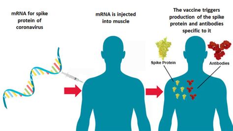 mRNA Vaccines - Here's Everything You Need to Know | World Economic Forum