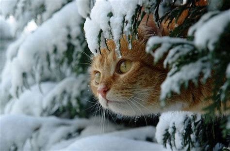 Ideal Room Temperature For Cats In Winter: The Ultimate Guide – CattyBox