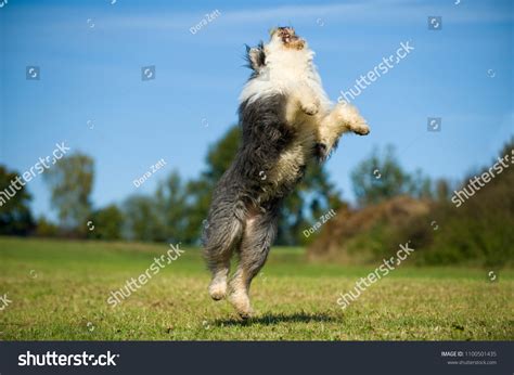 Jumping Bobtail Dog Nature Background Stock Photo 1100501435 | Shutterstock