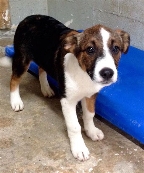 Mobile Uploads - Gordon County Animal Shelter | Animals, Animal shelter, Border collie mix