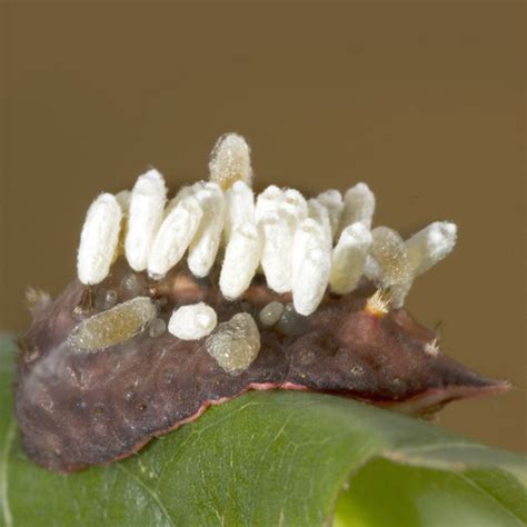 slug caterpllar with wasp larvae? - Cotesia empretiae - BugGuide.Net