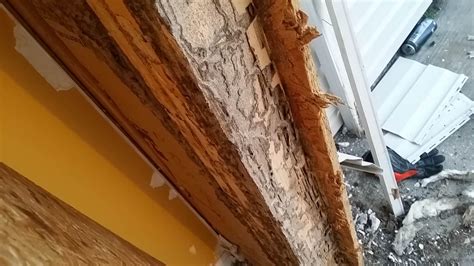 Termite Damage Repairs - Chatham Property Maintenance