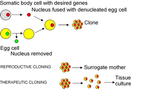 Image - Cloning diagram english.png | Psychology Wiki | FANDOM powered ...