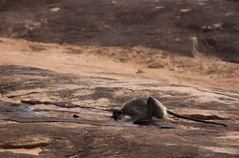 Monkey drinking water stock photo. Image of sitting, outside - 31229200