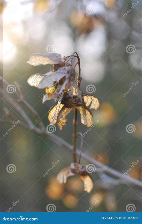 Maple Seed stock image. Image of autumn, tree, spring - 264195915