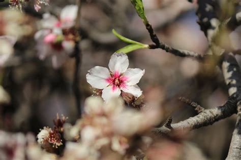 Almond Trees in Bloom, Canary Islands 2025 - Rove.me