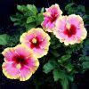 20pcs Giant Hibiscus Seeds Mix Colors - BuyingSeed.com - Free Shipping ...