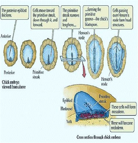 GASTRULATION IN CHICK-II- FORMATION OF ENDODERM