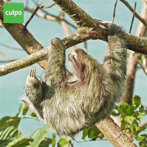 Sloths are so sluggish that green algae grows on their fur coat! #sloth #stevethesloth # ...