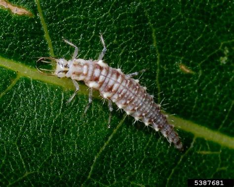 lacewings (family Chrysopidae), (Neuroptera: Chrysopidae) - 5387681