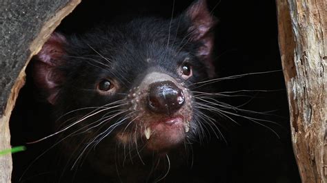 Tasmanian devils face new cancer threat for survival in the wild | Fox News