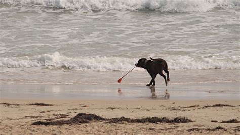 🔥 [70+] Dogs on the Beach Wallpapers | WallpaperSafari