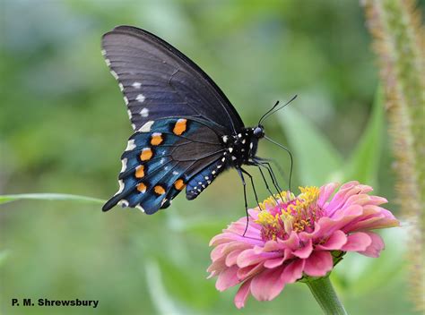 Model butterflies: Pipevine swallowtail, Battus philenor, and Polydamas swallowtail, Battus ...