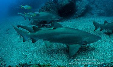 Grey nurse shark-diver interaction research project | Environment, land and water | Queensland ...