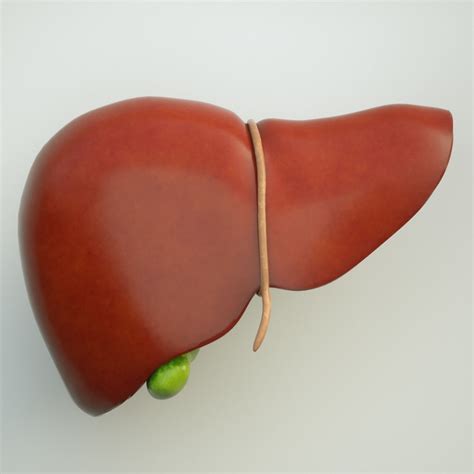 Liver Human Anatomy 3D | CGTrader