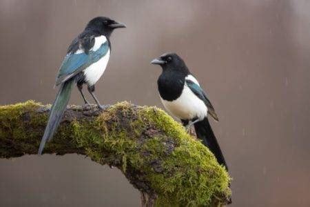 Understanding Magpies' Diet: Do Magpies Eat Other Birds?