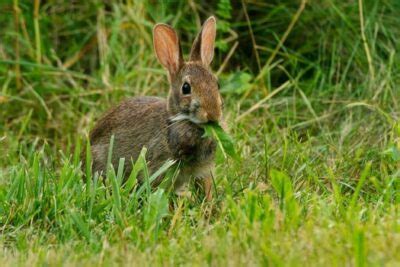 How To Tell if a Rabbit Is Wild or Domestic — Rabbit Care Tips