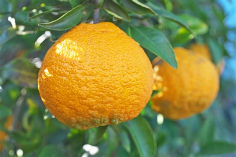 Citrus Unshiu Stock Photo - Download Image Now - iStock