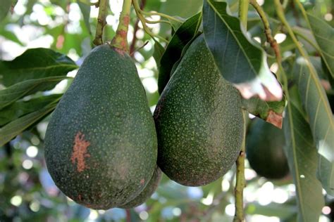 California Avocado Trees, Avocado Flowers in Bloom | California Avocados in 2021 | Avocado tree ...