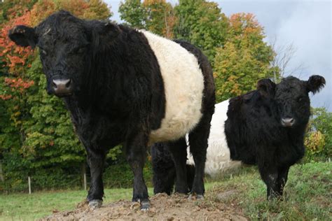 Belted Galloway, might get me some of these | Miniature cow breeds, Galloway cattle, Cattle farming