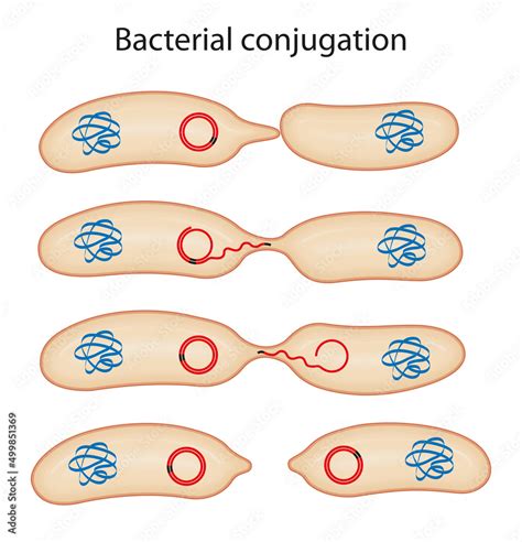 Schematic illustration of bacterial conjugation Stock Illustration ...