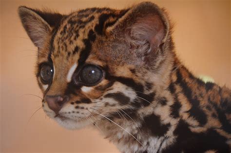 Margay | A cute little margay that was found abandoned is be… | Flickr