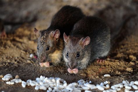 Rats Break Into ATM and Shred $18,000 Worth of Banknotes - Newsweek