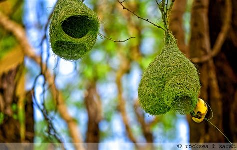 baya weavers nesting – RockSea and Sarah