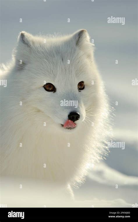 Arctic fox (Alopex lagopus) (Vulpes lagopus Stock Photo - Alamy