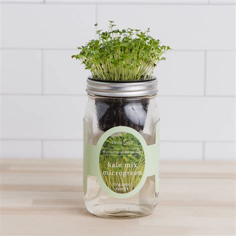 Hydroponic Microgreens Growing Kit - Self Watering Mason Jar Growing ...