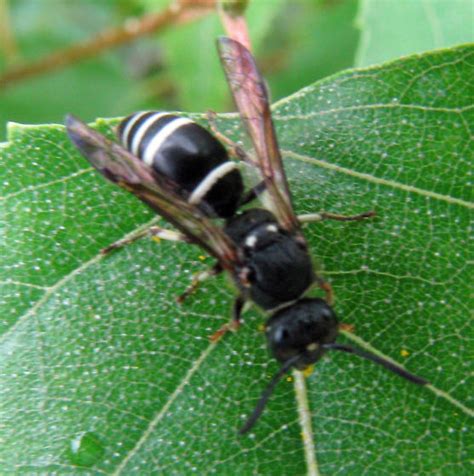 Black and white hornet - Ancistrocerus - BugGuide.Net