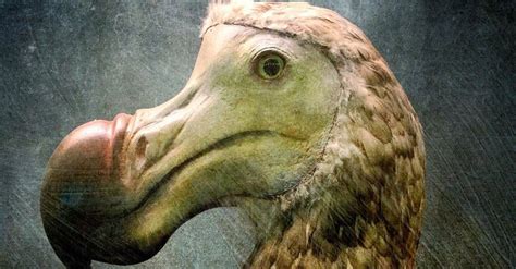 10 Incredible Dodo Facts