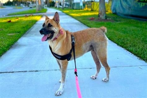 Akita German Shepherd Mix: Info, Pictures, Traits & Facts