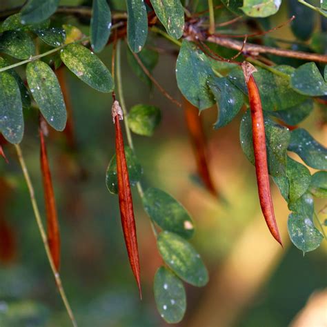 Free Fertilizer: Nitrogen Fixing Trees for Your Orchard