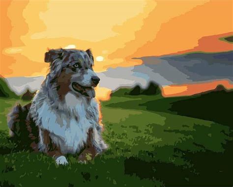 Australian Shepherd Dog Paint By Numbers - Numeral Paint Kit