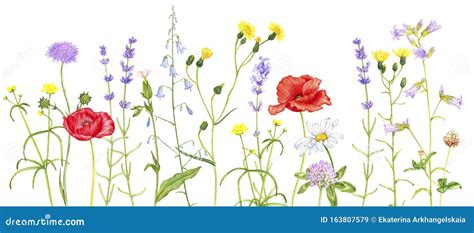 Wild Plants and Flowers, Drawing by Colored Pencils Stock Illustration - Illustration of field ...