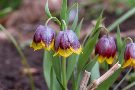 Fritillaria Michailovskyi - Anglia Bulb Company