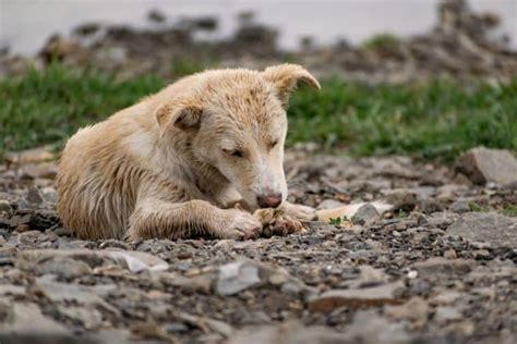 Why Do Dogs Eat Rocks?