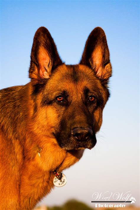 handsome shepherd German Shepherd Puppies, German Shepherds, Big Dogs, I Love Dogs, Best Dog ...