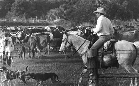 Celebrating Cattle History in Osceola Orlando Attractions