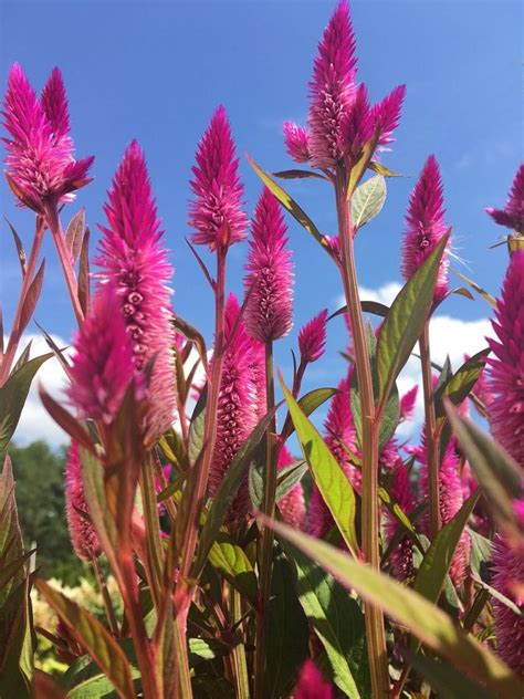 The Eternal Flame of Summer: Celosia | Gardening in Orange County New York