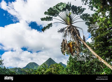 Landscape of the jungle and the volcano Mount Pelee of Martinique Stock Photo - Alamy