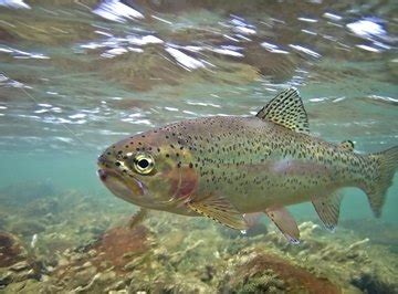 Trout Fish Farming | Sciencing