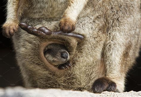 Close Up Of A Joey Kangaroo Asleep In Its Mother's Pouch | Animal Stock ...