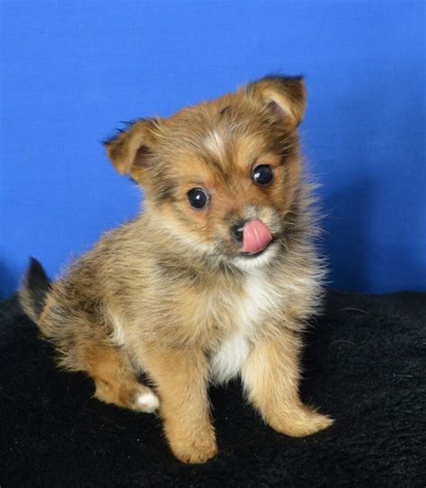 20 Small Mixed Breed Dogs You Will Want To Own - Dog Corner