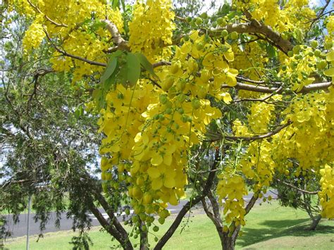 Golden tree (Cassia fistula) | Feedipedia