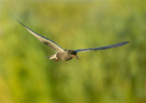 Migration Habitats Crucial to Black Tern Survival | World Birds