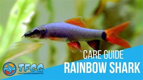 Rainbow Shark Care Guide: (Tankmates, Size, Food, Lifespan & Breeding)