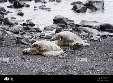 The turtles on the black sand beach in Big Island, Hawaii Stock Photo ...